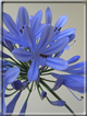 foto Fiori